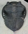 Zlichovaspis Trilobite - Great Eye Facets #69747-7